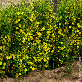 Vente Kerria japonica Golden Guinea - Corête du Japon Golden Guinea