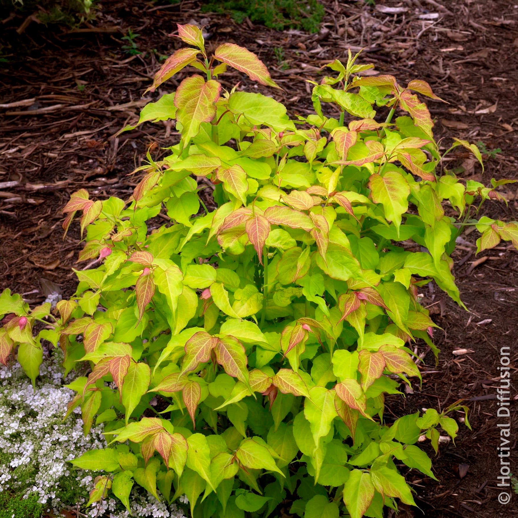 Vente Arbre aux faisans Golden Lanterns