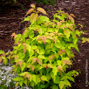 Vente Arbre aux faisans Golden Lanterns
