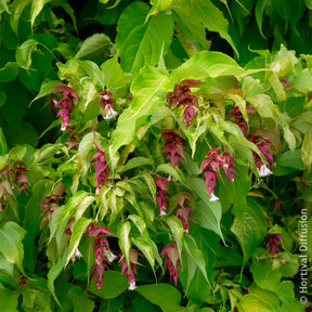Arbre aux faisans Golden Lanterns - Arbustes à fleurs - Willemse