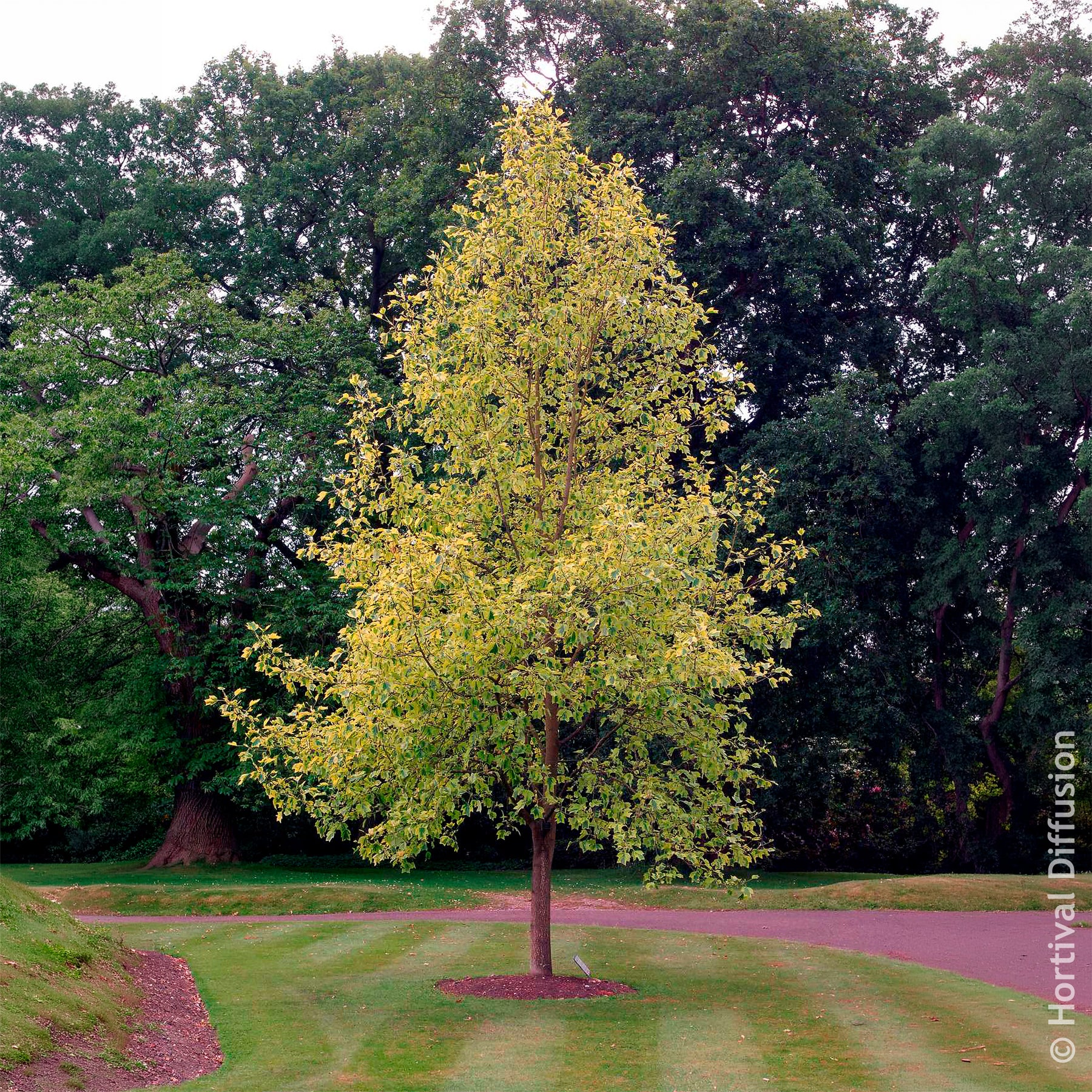 Arbres à fleurs - Tulipier de Virginie panaché - Liriodendron tulipifera Aureomarginata