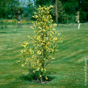 Vente Tulipier de Virginie panaché - Liriodendron tulipifera Aureomarginata