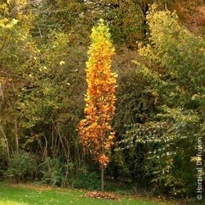 Tulipier de Virginie Fastigiatum - Liriodendron tulipifera Fastigiatum - Willemse