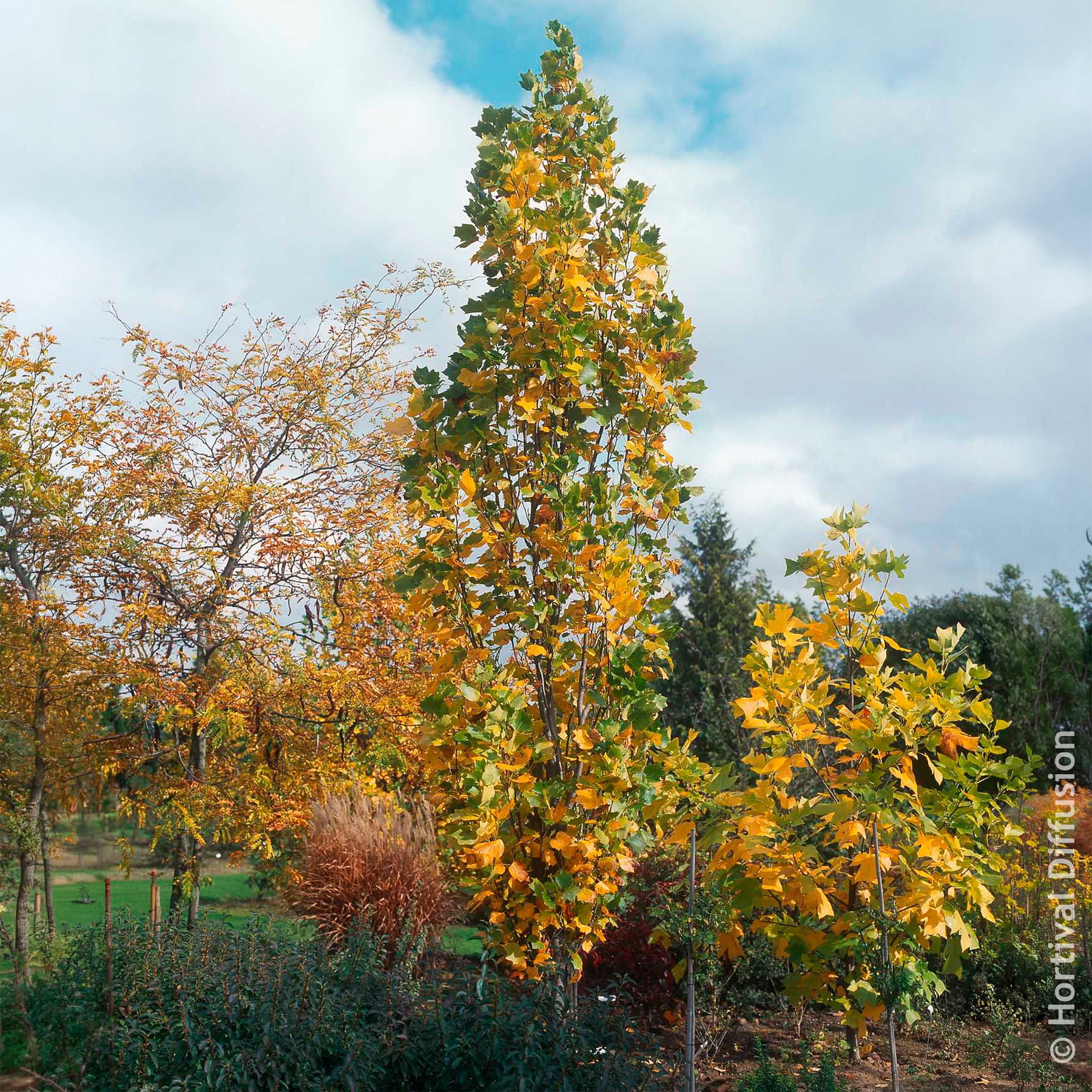 Liriodendron tulipifera Fastigiatum - Tulipier de Virginie Fastigiatum - Arbres à fleurs