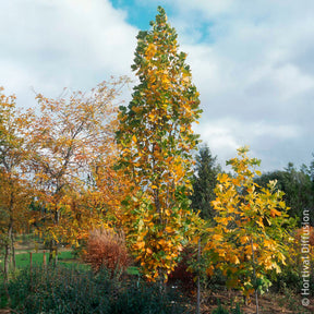 Liriodendron tulipifera Fastigiatum - Tulipier de Virginie Fastigiatum - Arbres à fleurs