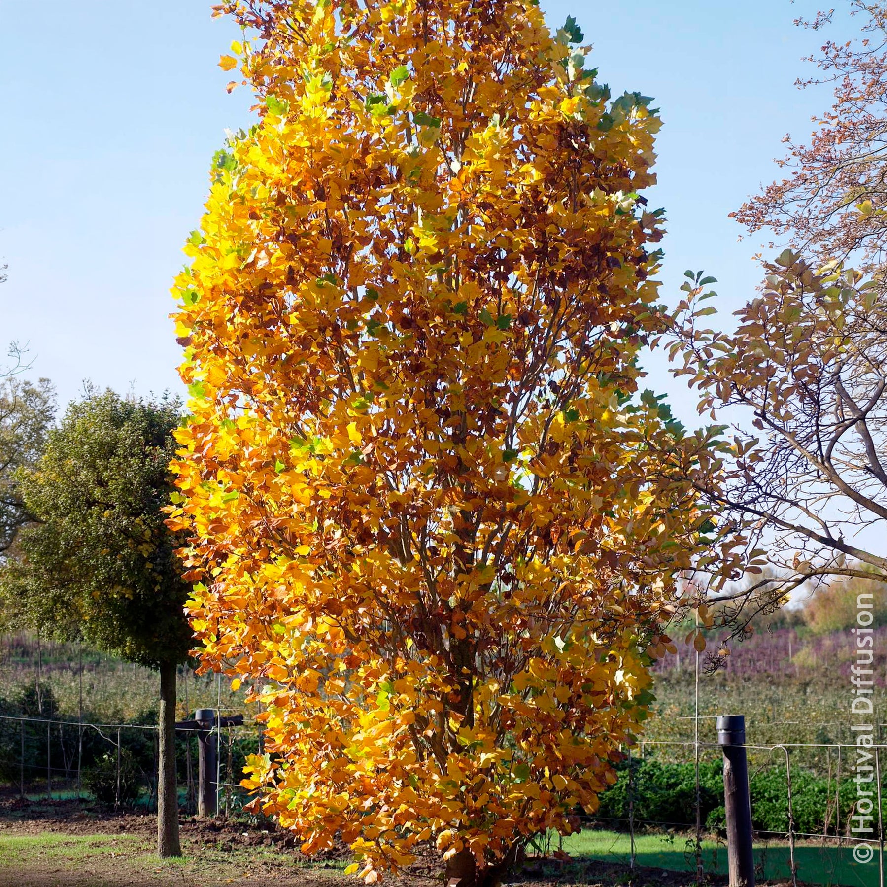 Arbres à fleurs - Tulipier de Virginie Fastigiatum - Liriodendron tulipifera Fastigiatum