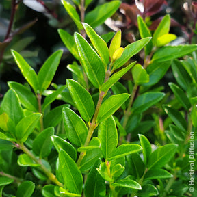 Lonicera nitida Garden Clouds Green Breeze - Chèvrefeuille arbustif Green Breeze - Chèvrefeuilles