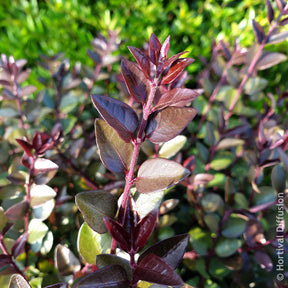 Lonicera nitida Garden Clouds Purple Storm - Chèvrefeuille arbustif Purple Storm - Chèvrefeuilles