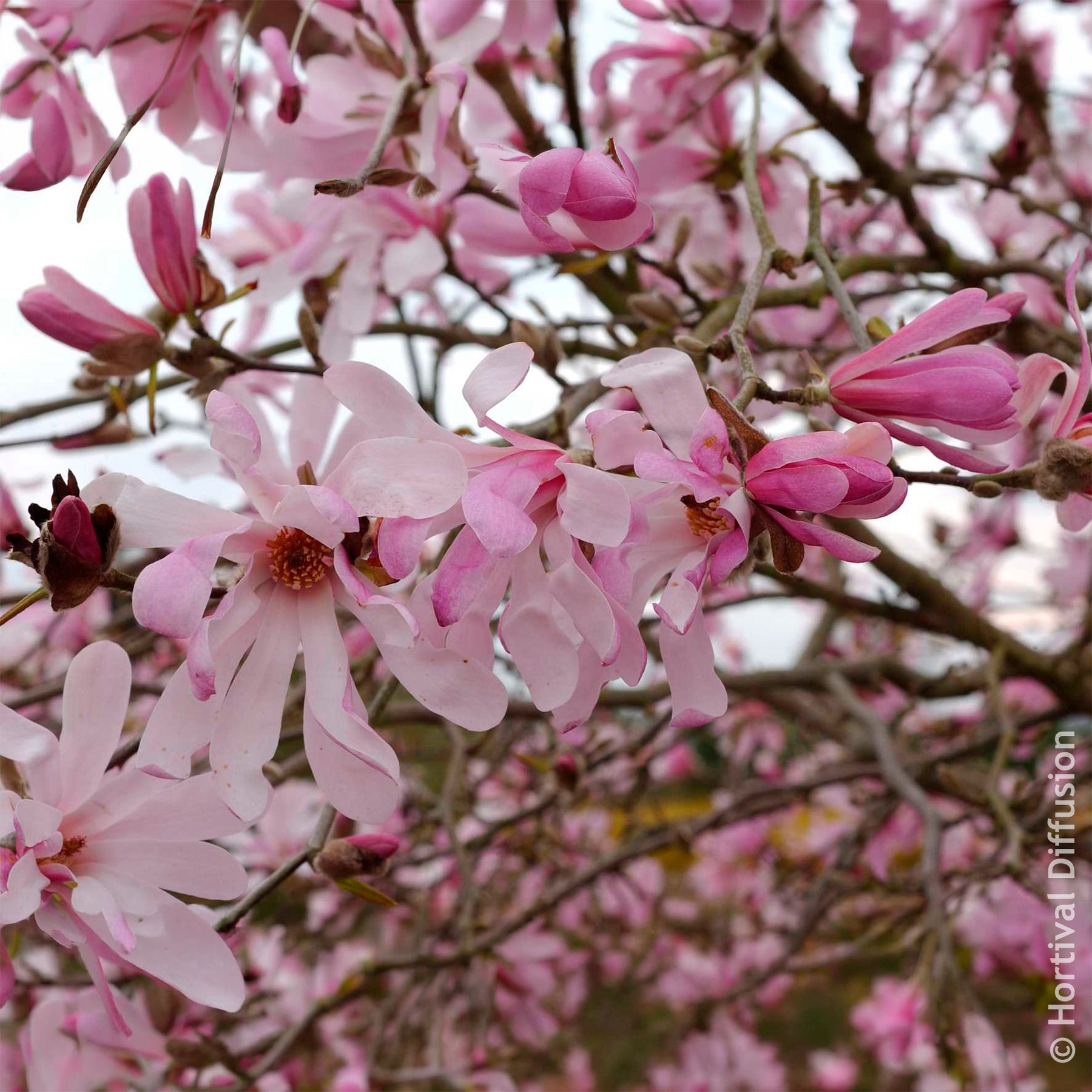 Vente Magnolias - Magnolia Leonard Messel