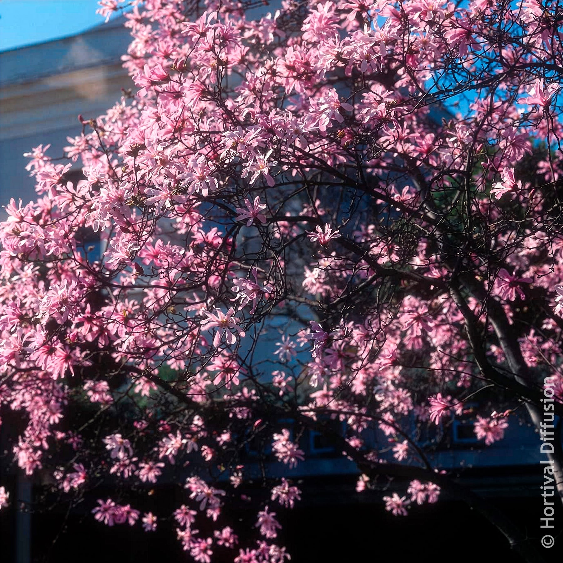 Vente Magnolia Leonard Messel - Magnolias