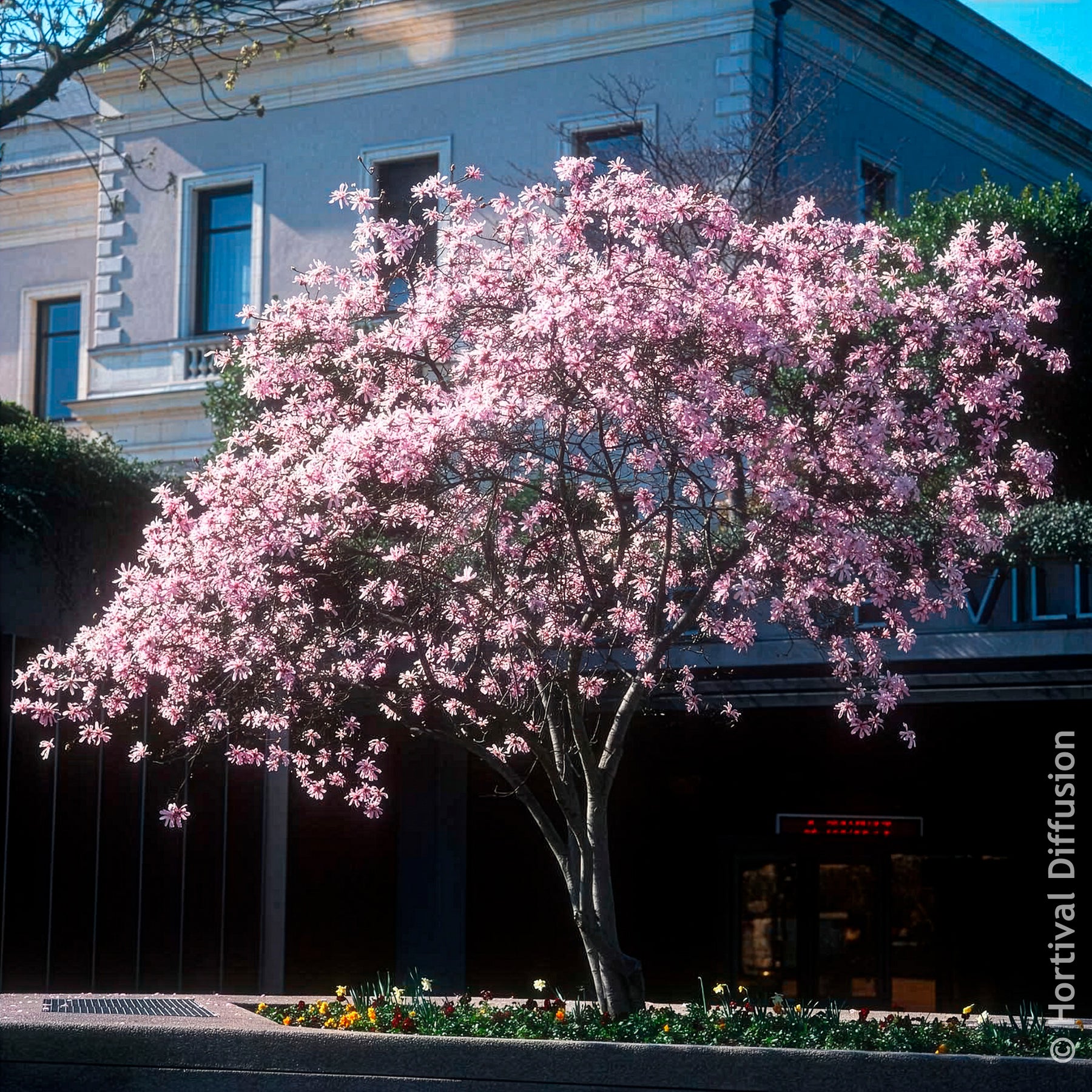 Magnolia Leonard Messel - Magnolias - Willemse