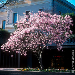 Magnolia Leonard Messel - Magnolias - Willemse