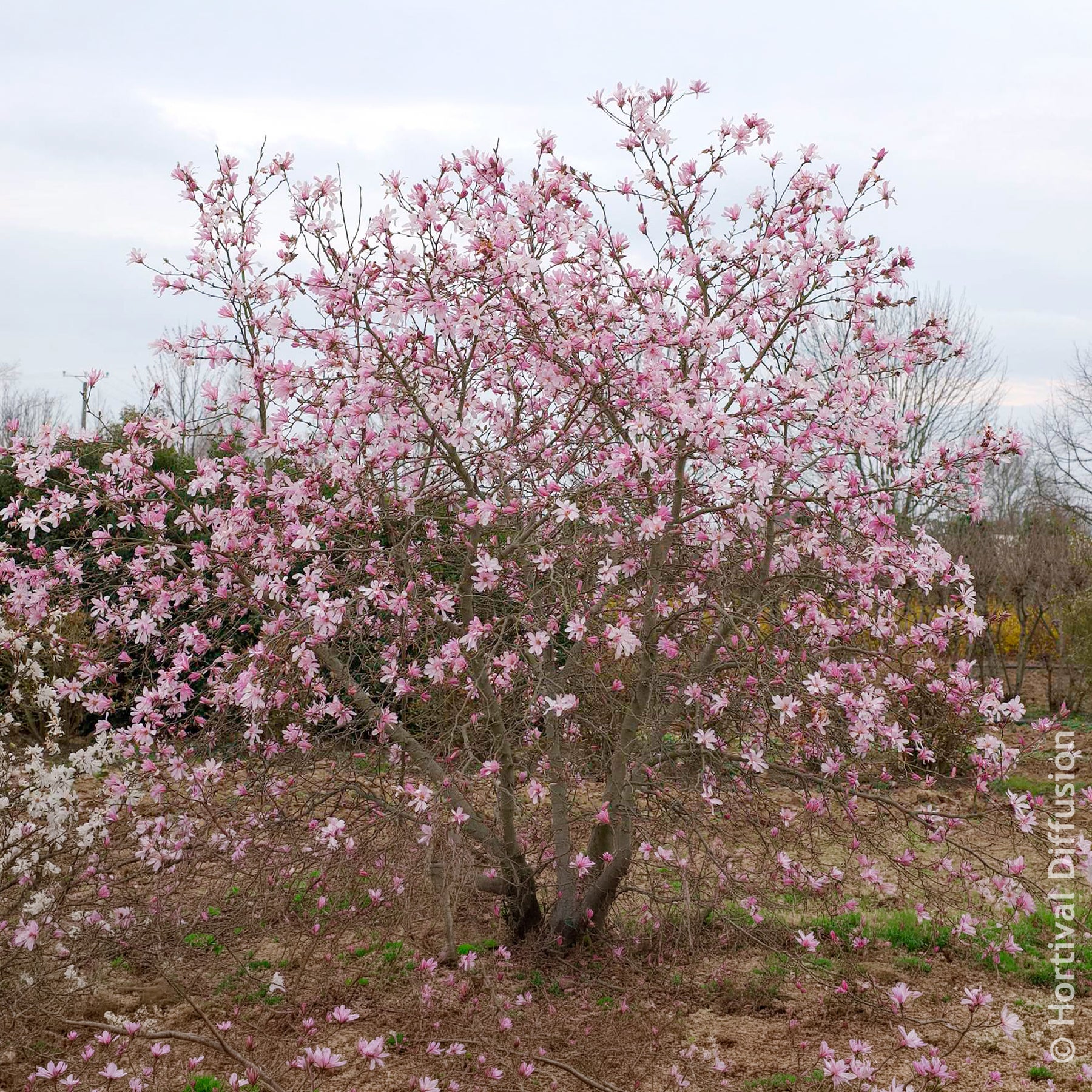 Vente Magnolia Leonard Messel