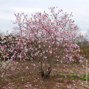Vente Magnolia Leonard Messel