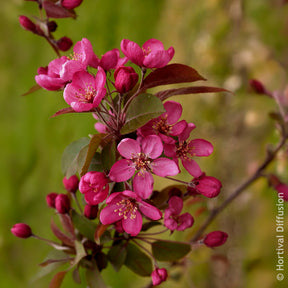 Malus Coccinella - Pommier d’ornement Coccinella - Pommier à fleurs