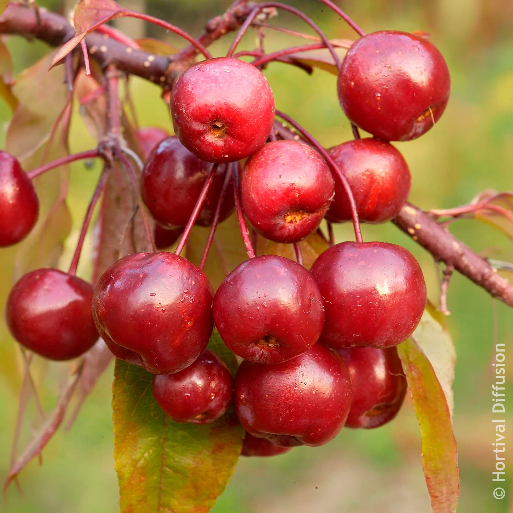 Pommier à fleurs - Pommier d’ornement Coccinella - Malus Coccinella