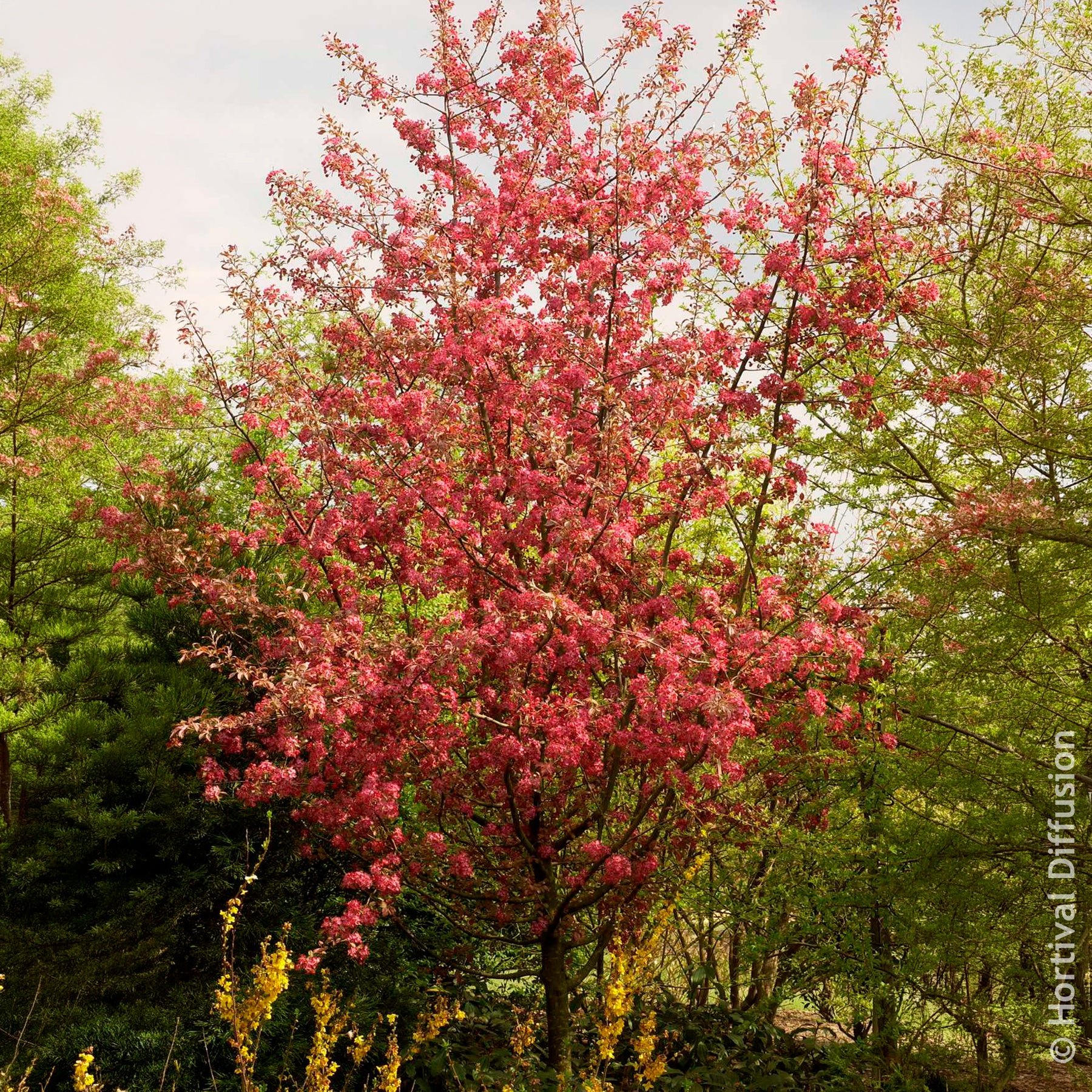 Vente Pommier d’ornement Coccinella - Malus Coccinella