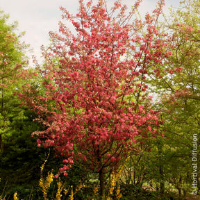 Vente Pommier d’ornement Coccinella - Malus Coccinella