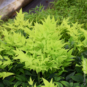 Vente Bambou sacré Magical Lemon Lime - Nandina domestica Magical Lemon Lime Tc