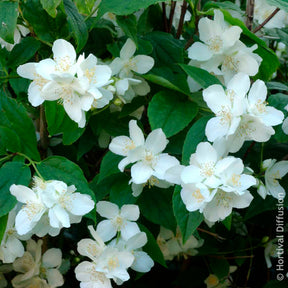 Seringat des jardins - Seringats - Willemse