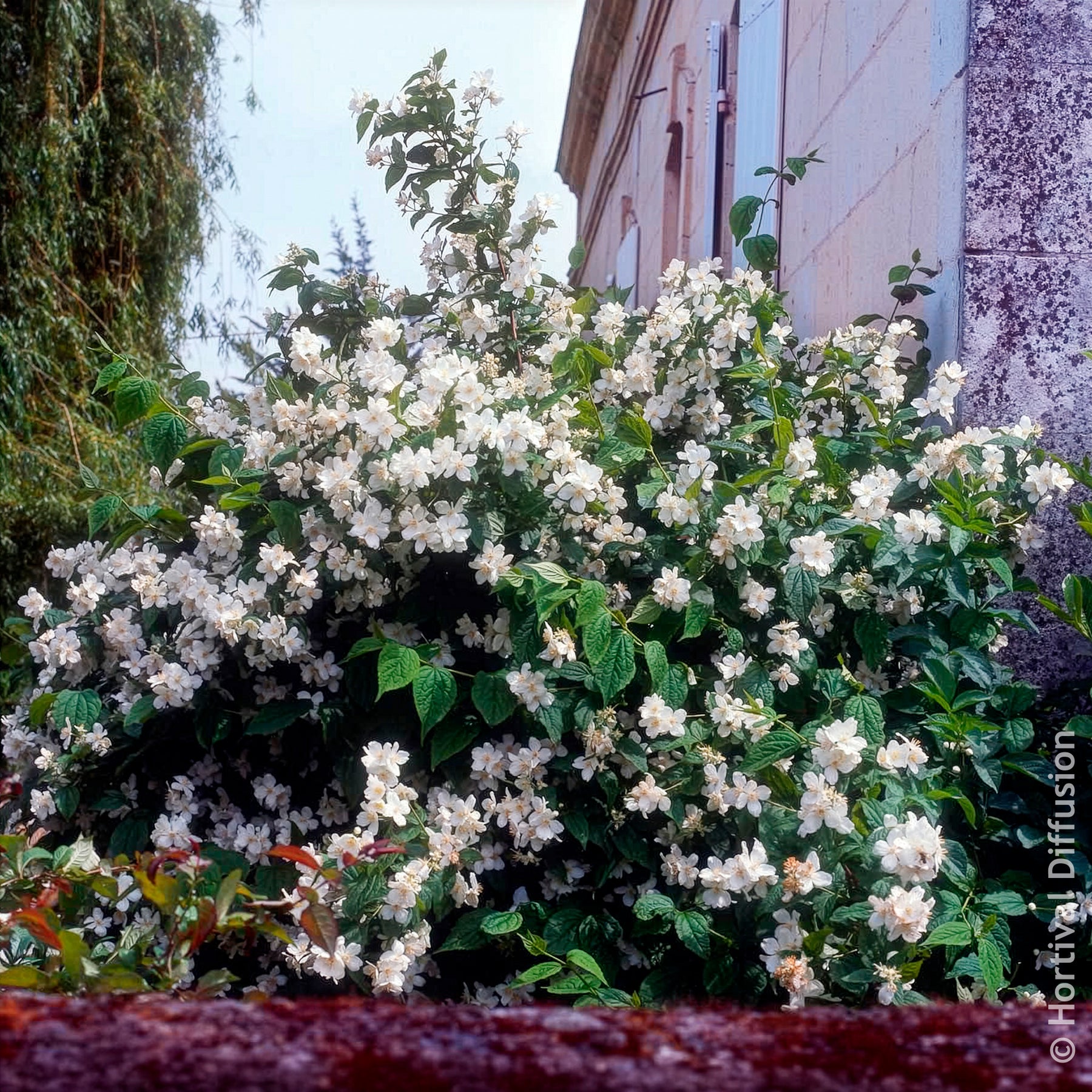 Vente Seringat des jardins - Seringats