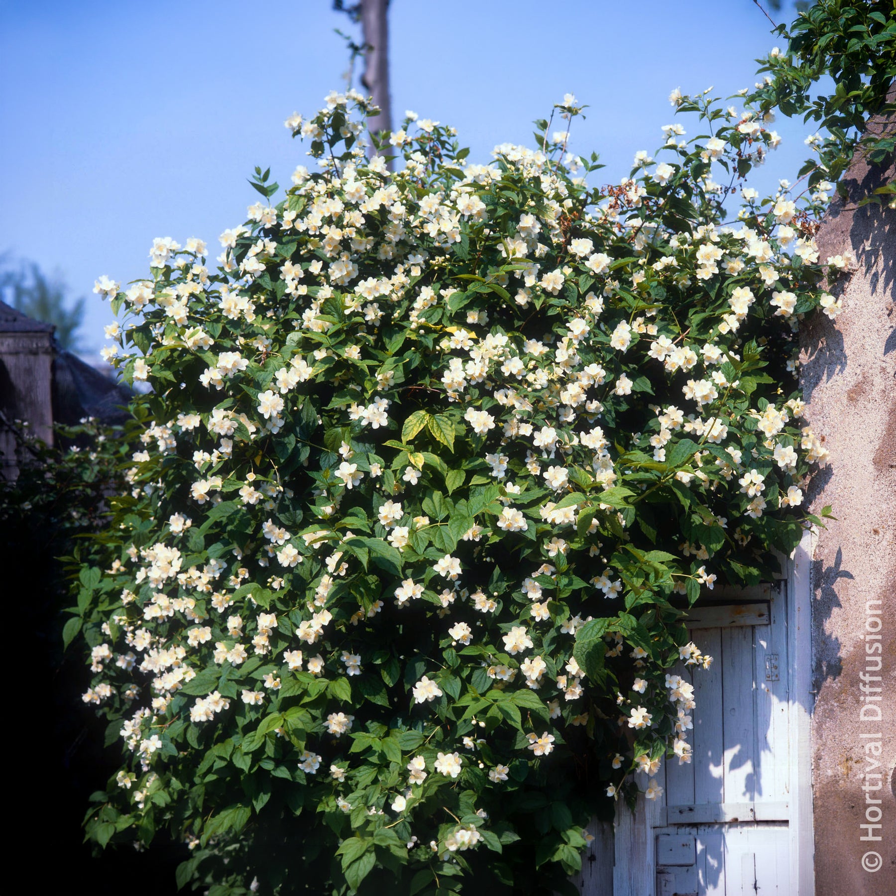 Vente Seringats - Seringat des jardins