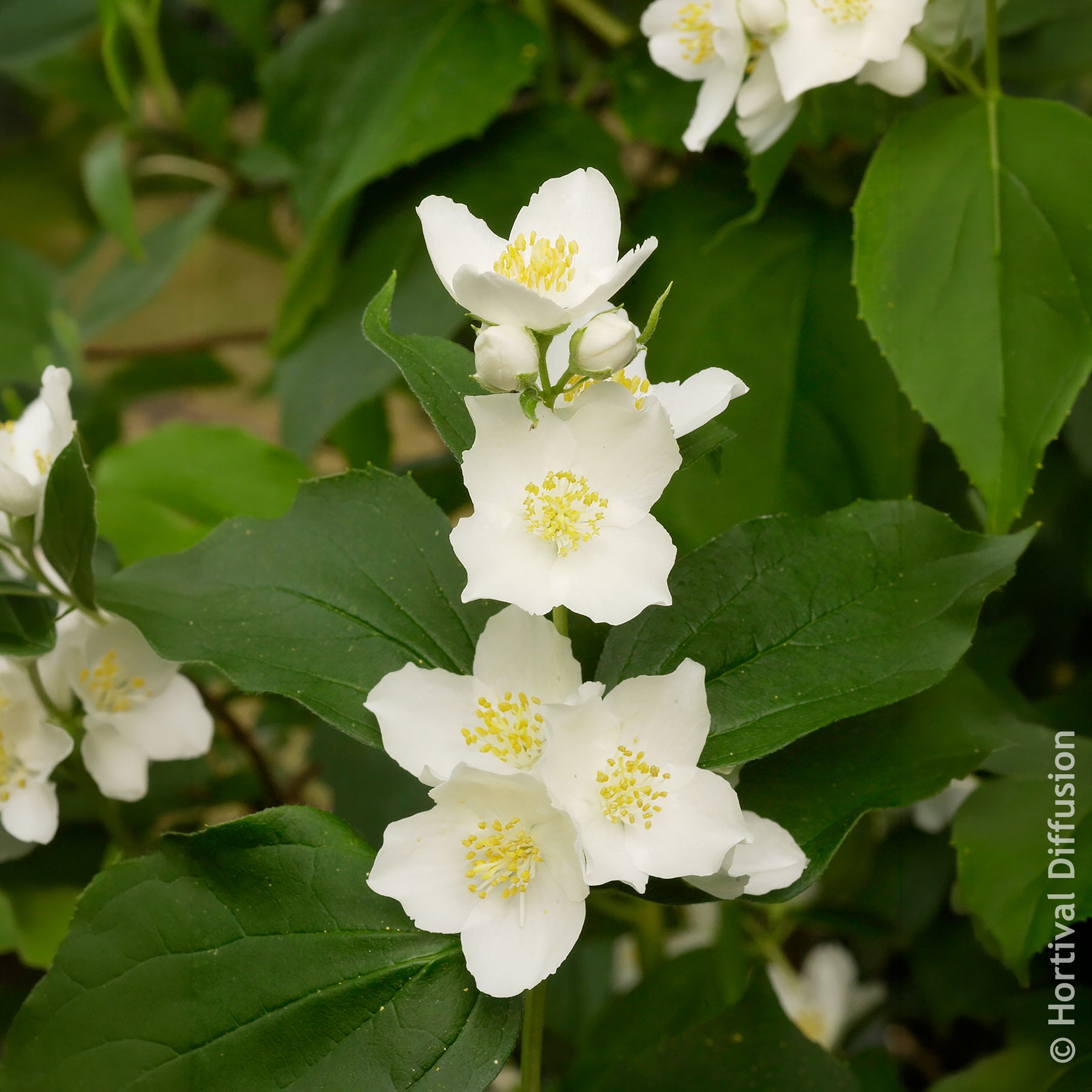 Vente Philadelphus coronarius - Seringat des jardins
