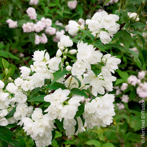 Philadelphus Snowbelle - Seringat Snowbelle - Seringats