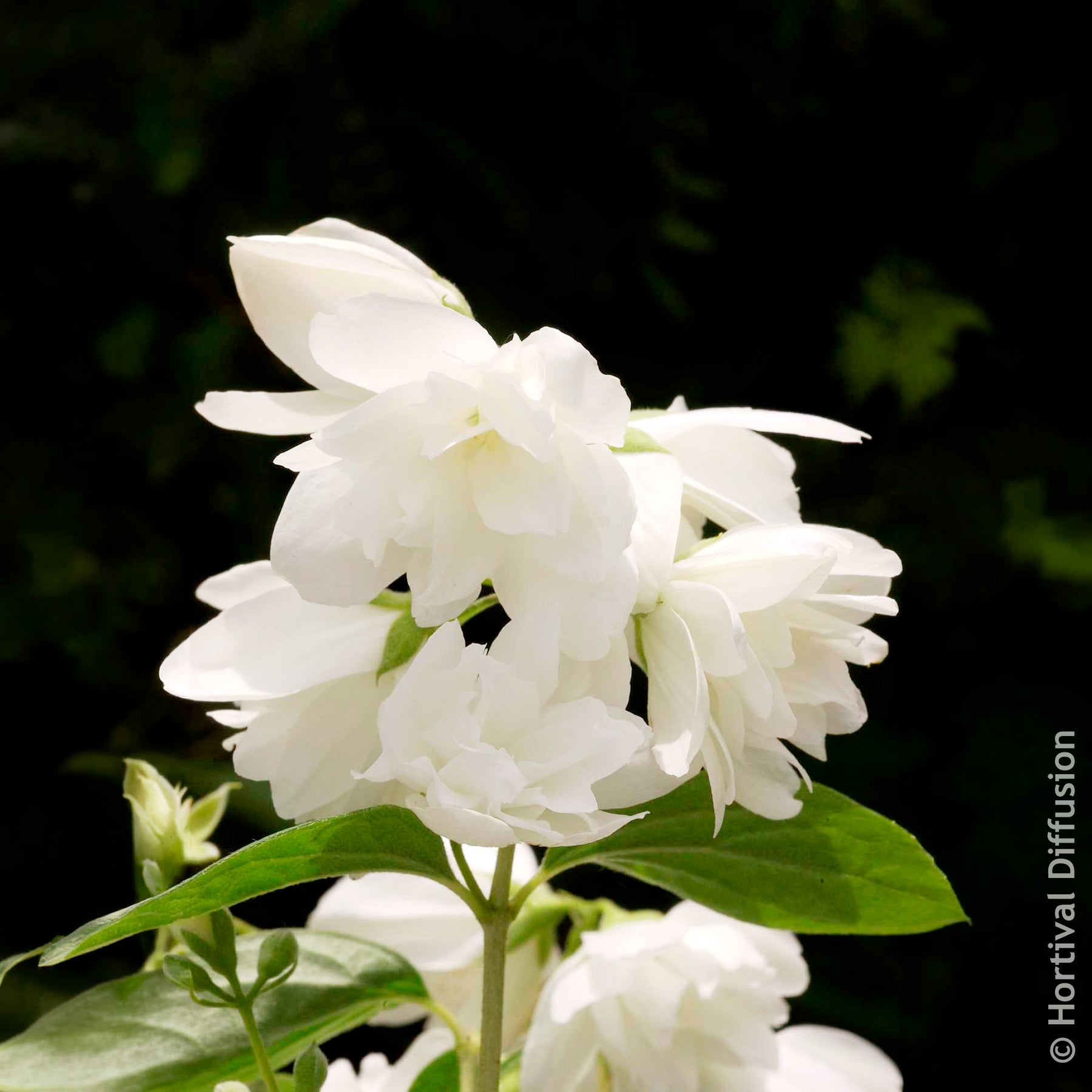 Vente Seringat Snowbelle - Philadelphus Snowbelle