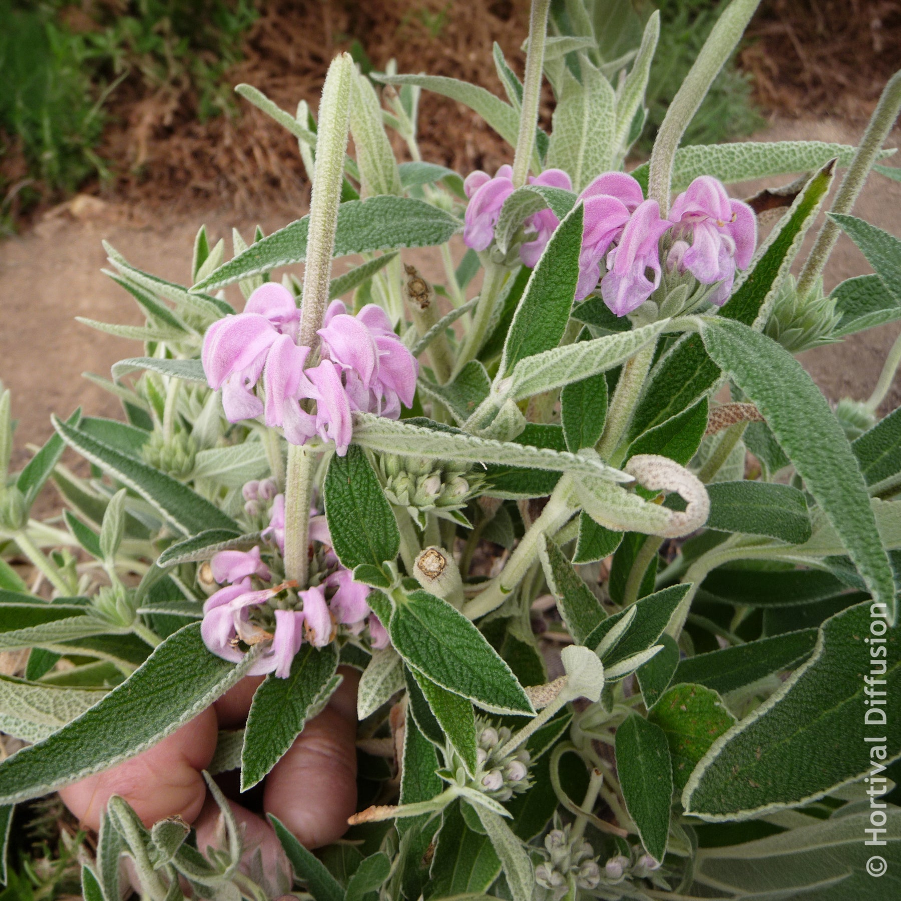 Vente Sauge de Jérusalem pourpre - Phlomis purpurea