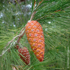 Pin - Pin d’Alep - Pinus halepensis