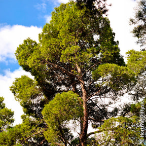 Vente Pin d’Alep - Pinus halepensis