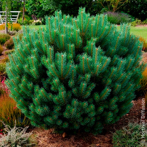 Pin - Pin sylvestre Watereri - Pinus sylvestris Watereri