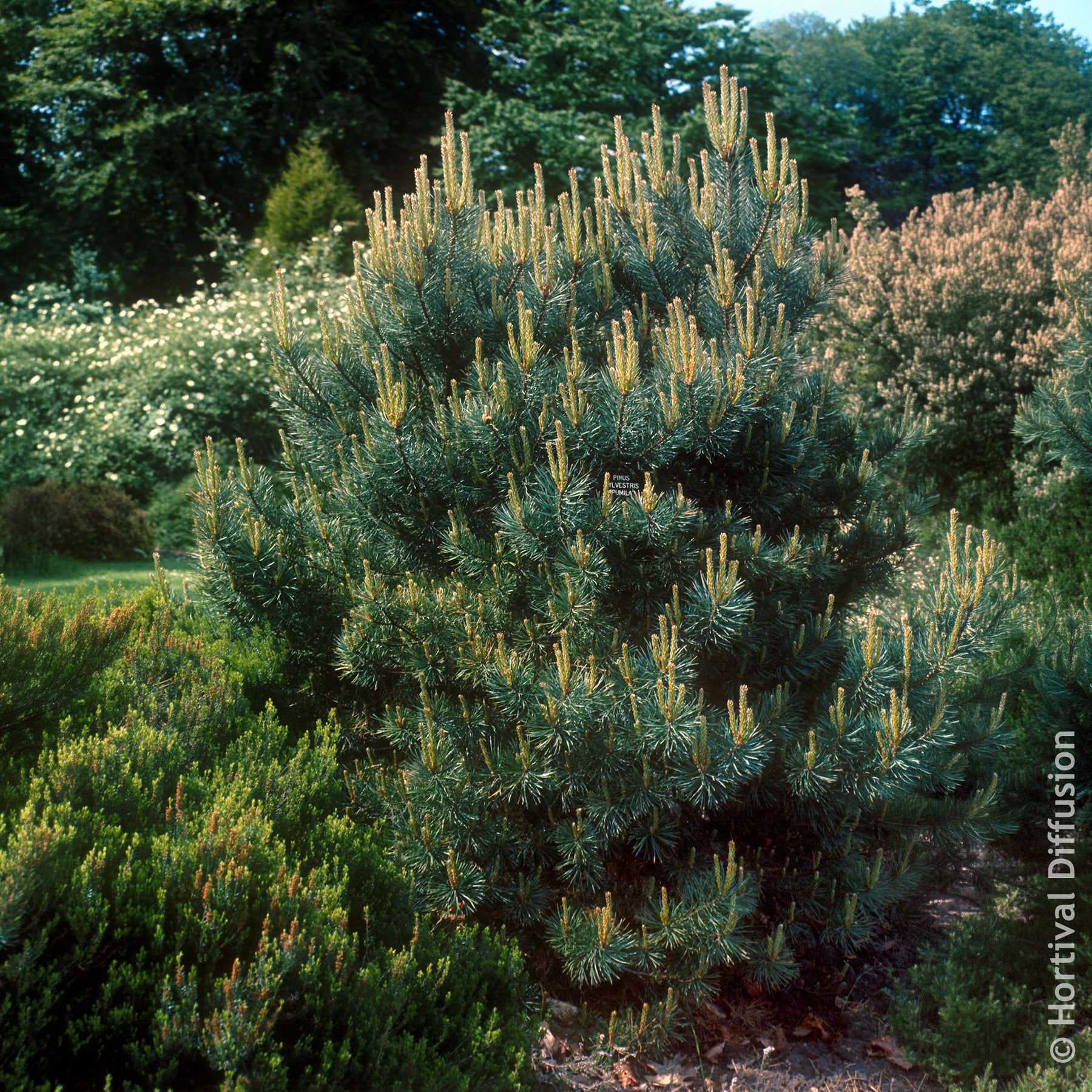 Vente Pin sylvestre Watereri - Pinus sylvestris Watereri