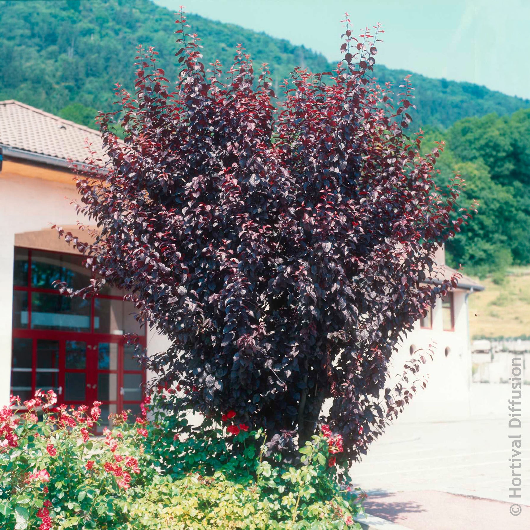 Prunier à fleurs - Prunus cerasifera Atropurpurea - Willemse