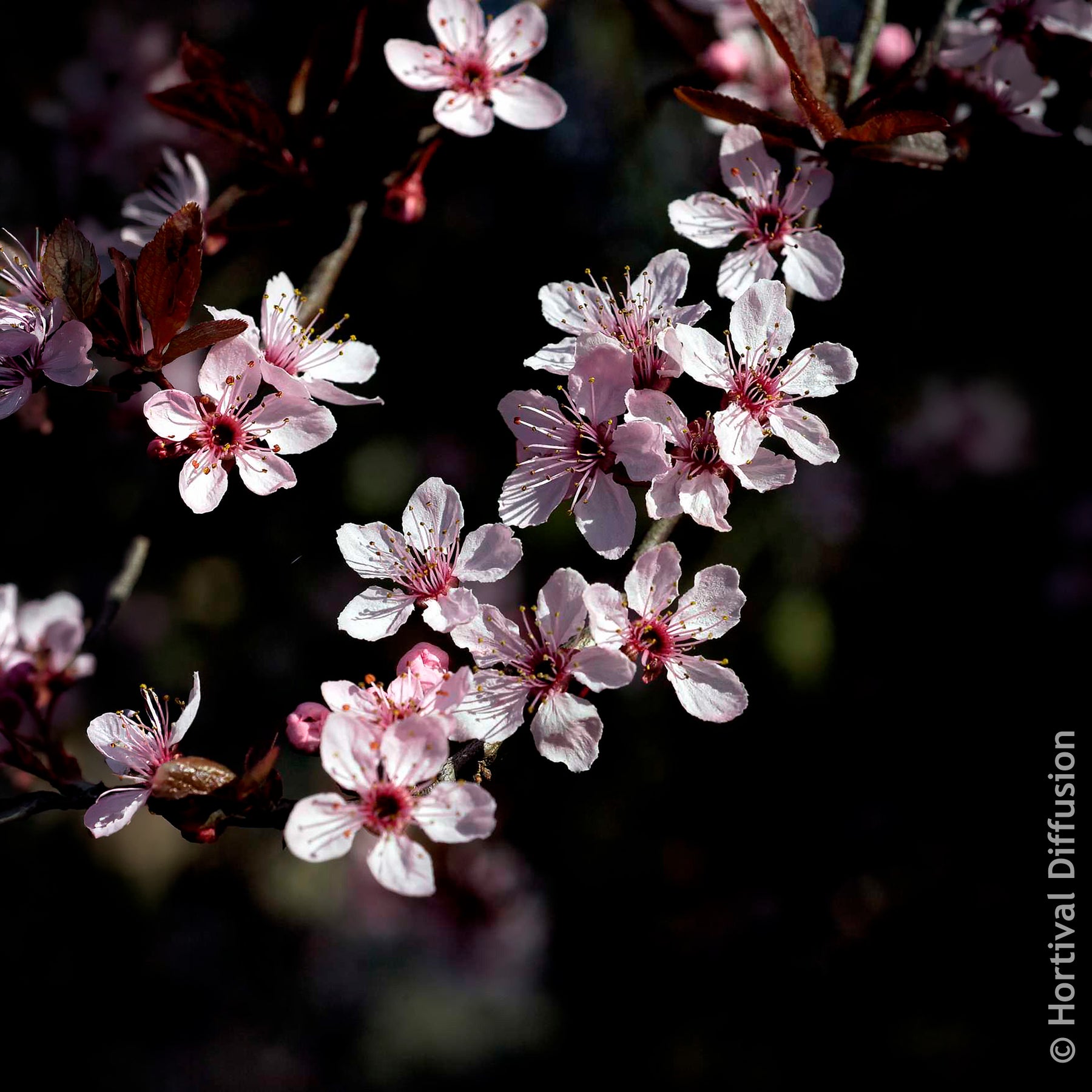 Vente Prunier à fleurs - Prunus cerasifera Atropurpurea