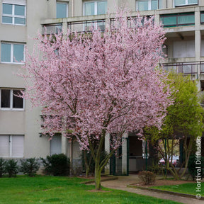 Prunus cerasifera Atropurpurea - Prunier à fleurs - Arbres à fleurs