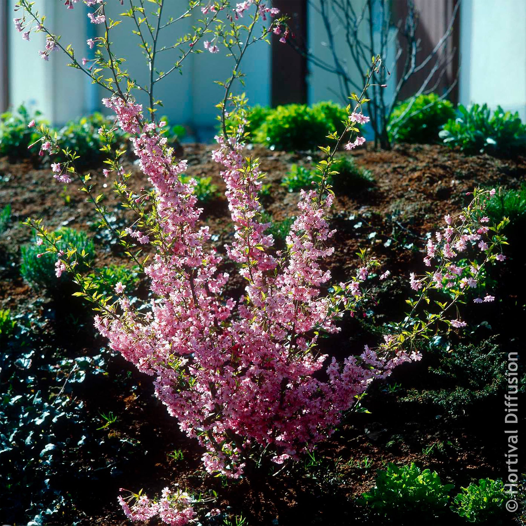 Cerisier du Japon Fukubana - Prunus subhirtella Fukubana - Willemse