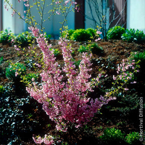 Cerisier du Japon Fukubana - Prunus subhirtella Fukubana - Willemse
