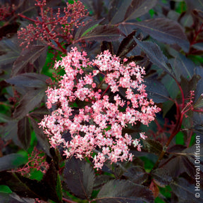 Vente Sureau noir Black Beauty - Sambucus nigra Black Beauty