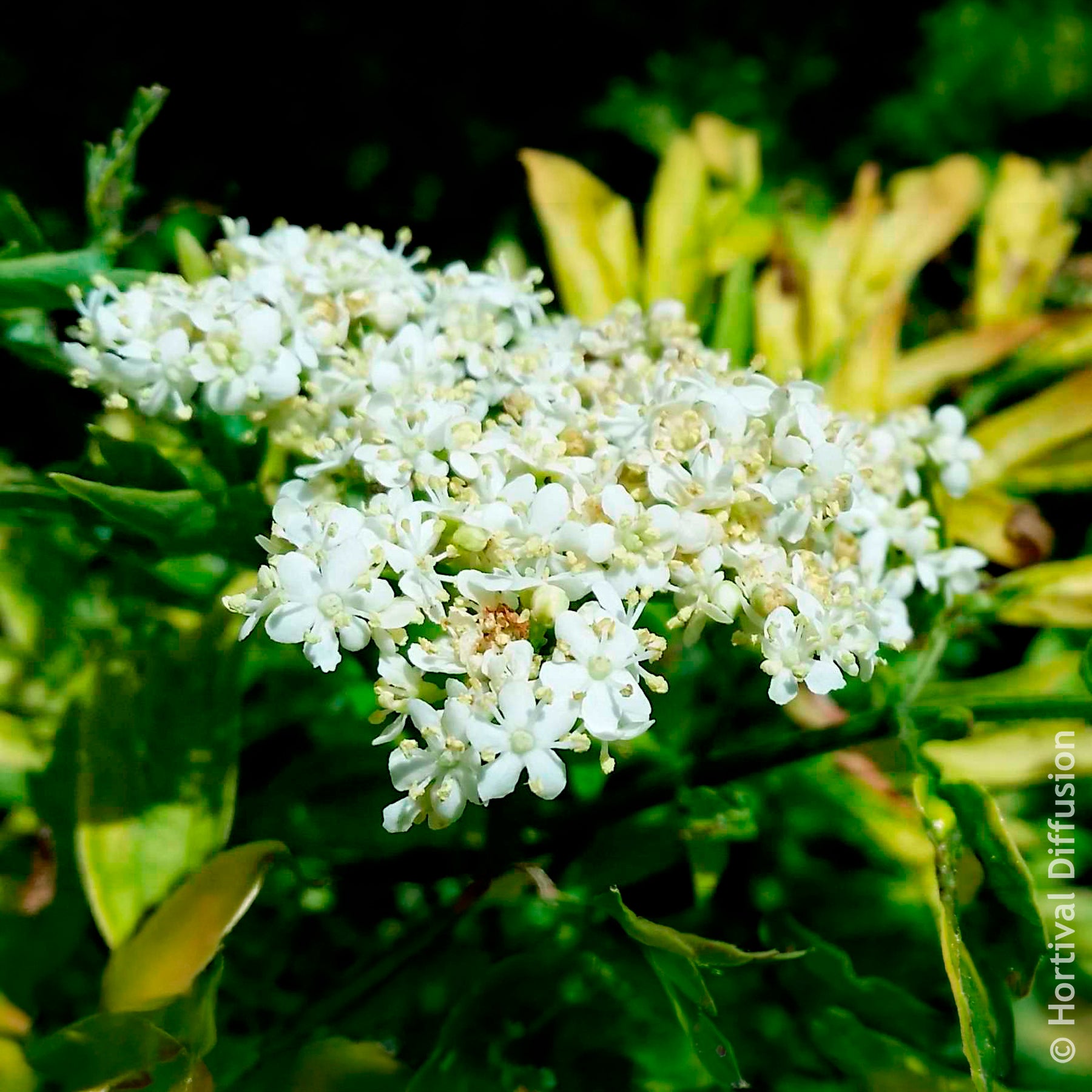 Vente Sureau noir Golden Tower - Sambucus nigra Golden Tower