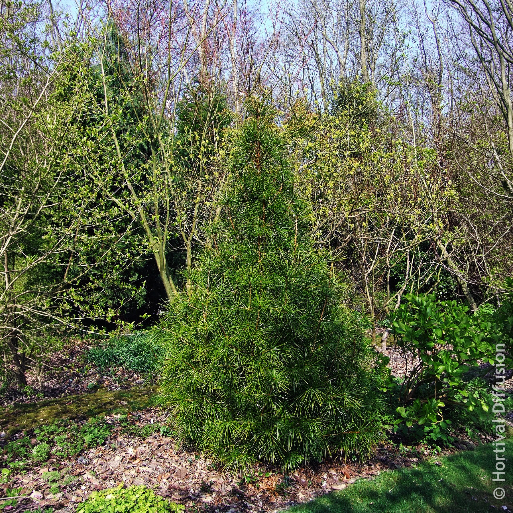 Vente Pin parasol du Japon - Sciadopitys verticillata