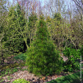Vente Pin parasol du Japon - Sciadopitys verticillata