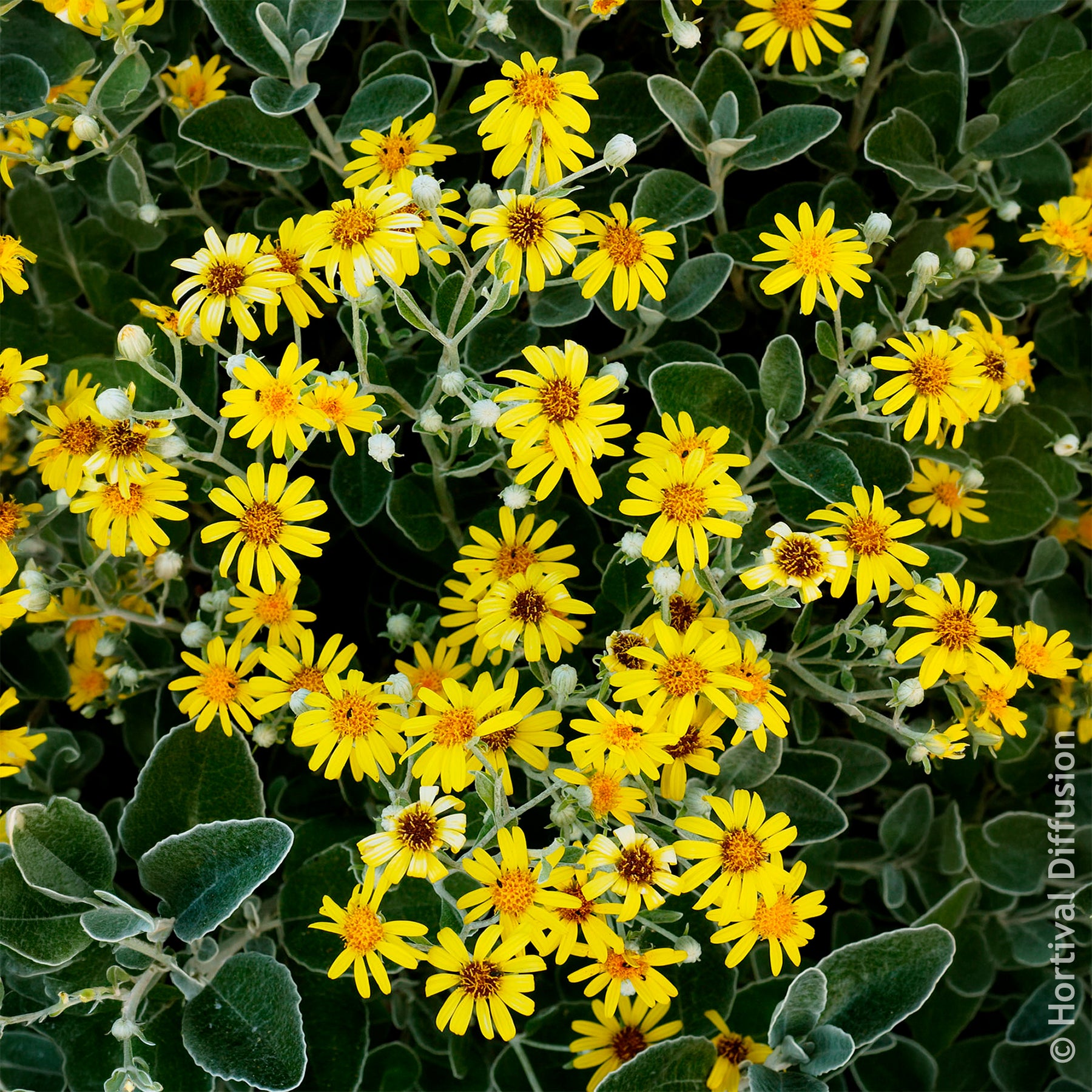 Senecio greyi Sunshine - Séneçon Sunshine - Arbustes à feuillage persistant