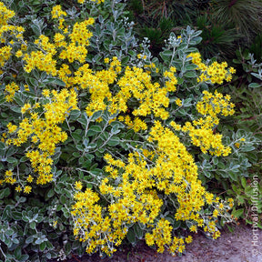 Vente Séneçon Sunshine - Senecio greyi Sunshine
