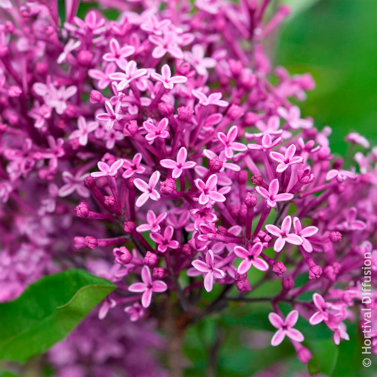Lilas Bloomerang Dark Purple - Syringa Bloomerang Dark Purple - Willemse