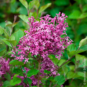 Syringa Bloomerang Dark Purple - Lilas Bloomerang Dark Purple - Lilas