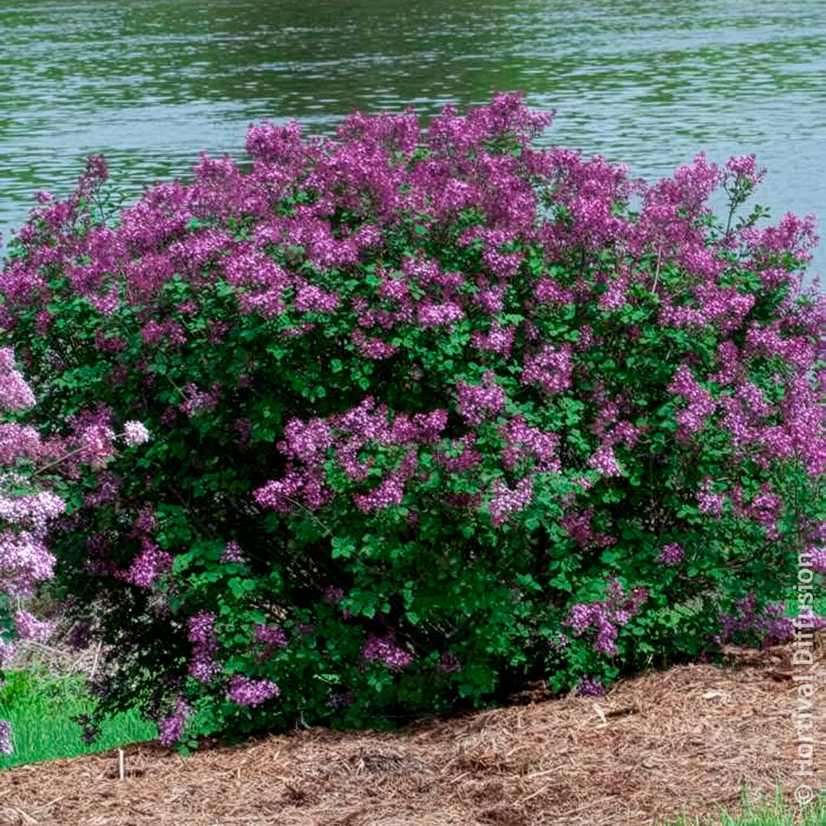 Lilas Bloomerang Dark Purple - Willemse