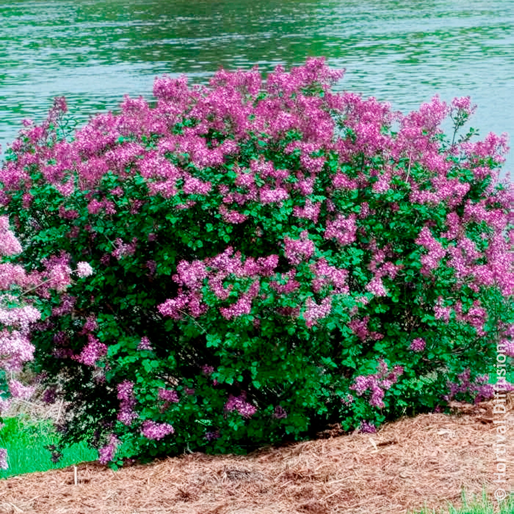 Lilas nain Dark Purple - Lilas - Willemse