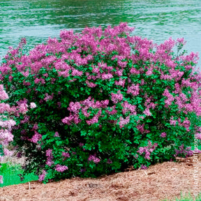 Lilas nain Dark Purple - Lilas - Willemse